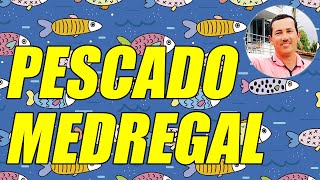 EL PESCADO MEDREGAL CONOCE ESTE PESCADO DE GRAN TAMAÑO Y EXCELENTE SABOR  WILSON TE EDUCA [upl. by Ahsekram]