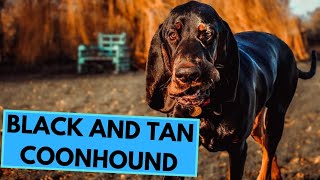 Black and Tan Coonhound  TOP 10 Interesting Facts [upl. by Gerdi]