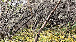 Searching for Blackthorn to make Shillelaghs and Walking Sticks [upl. by Enyahs]