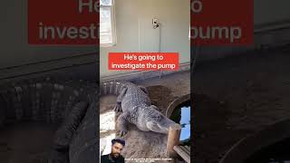 कितना समझदार मगरमच्छ है ।। crocodile animals amazingfacts alligator amazing [upl. by Lynnette491]