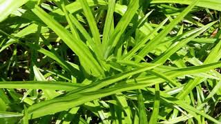 How to Plant Pandanus in Pot With Easy For Beginners [upl. by Llecrad]