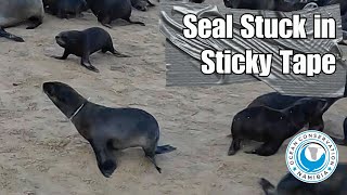 Seal Stuck In Sticky Tape [upl. by Patsy]