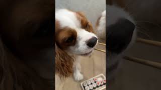 Cavalier King Charles spaniels are spoiled rotten with yummy food [upl. by Jemimah669]