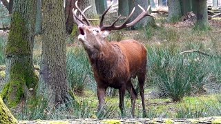 Roaring Deer Brüllender Hirsch während der Brunft Sound Call [upl. by Ronnholm]