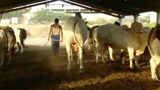 Sibi Bull  Sindh Dairy amp Cattle Farm  20182019 [upl. by Ameyn]