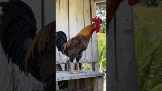 Le Chant du Coq [upl. by Dodd]