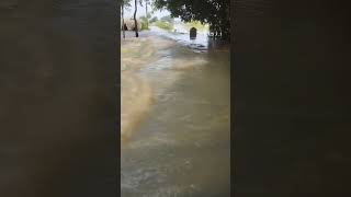 Hooghly district flood situation [upl. by Ricker]