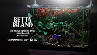 Easy planted BETTA TANK for beginners  Betta Splendens Tank Setup Tutorial [upl. by Oicor]