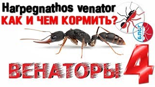 Как и чем кормить муравьев вида Harpegnathos venator Блог о муравьях [upl. by Kobe]