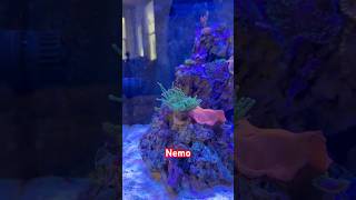 Really cool relaxing fish tank full of life and color 🪸 [upl. by Bywoods146]