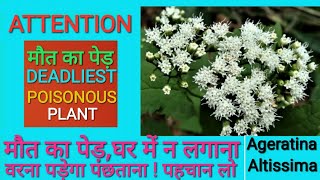 Deadliest amp Poisonous Plant Ageratina Altissimaमौत का पौधा [upl. by Reivax432]