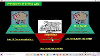 Photoperiod on estrous cycle monestrous polyestrous in farm animals [upl. by Diamond]