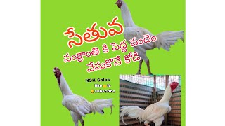 భీమవరం రిచ్చు వాటం సేతువ పుంజు🐣🐓  8639612069  no birds harming   educatiuonal 9133762488 [upl. by Atazroglam]