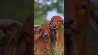 What Cows in Your Dreams REALLY Mean Dream Symbolism Explained [upl. by Ozan]