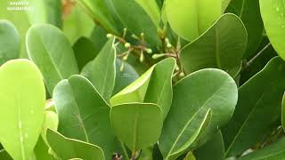 XYLOCARPUS GRANATUM  DHUNDUL   MANGROVE AT SUNDARBA [upl. by Nevuer]