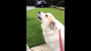 Great Pyrenees quotBrucequot Howling [upl. by Assen96]