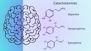 Las catecolaminas Dopamina Noradrenalina norepinefrina y adrenalina epinefrina [upl. by Nibla]