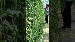 Amazing Yard Long Beans Farming will be Surprised to See the Yield  shorts yardlongbean [upl. by Drwde212]