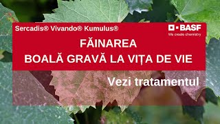 Fainarea Vitei de Vie 4 Solutii INOVATOARE de Tratament [upl. by Nho]