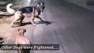 DOG FIGHT In Rainy Season  German Shepherd vs Desi Dog  German Shepherd Attack [upl. by Ailemac]