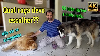 Principais diferenças que notei entre o Golden Retriever e o Husky Siberiano [upl. by Cesare]