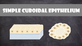 Simple Cuboidal Epithelium  Anatomy [upl. by Tirzah]