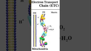 Electron Transport Chain 2 animation electrontransportchain [upl. by Latrina410]