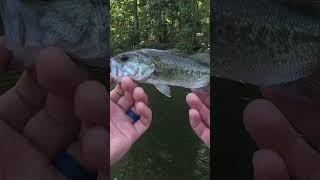 Mr Dinky dink bassfishing babybass youtubeshort shortsvideo fishing [upl. by Nnauol]