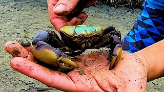 MUDCRAB  INCRÍVEL VEJAM OS CARANGUEJOS QUE PEGAMOS [upl. by Adnahsal]