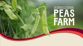 PEAS FARM [upl. by Atirat]