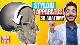 styloid apparatus anatomy  muscle attach to styloid process anatomy  styloid process attachment [upl. by Turnbull440]