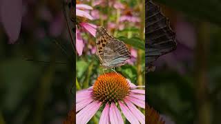 Dostojka malinowiec  perłowiec malinowiec  Argynnis paphia butterfly motyl flowers kwiaty [upl. by Llaccm]