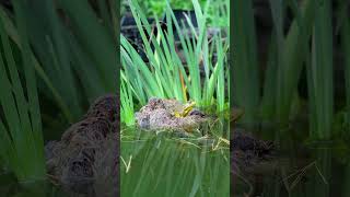 pondlife frogs animals nature phonk [upl. by Leanor]