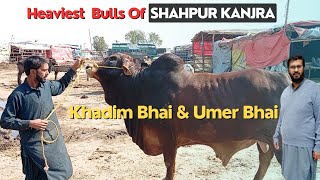 Wednesday Update  Lahore Bakra Mandi  Shahpurkanjra  Sahiwal Cow  Brahman Bull  Cholistani [upl. by Hsivat]