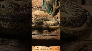 Dangerous Viper Snack closely View  vipersnack singaporezoo snacks snackcares4u viper nature [upl. by Digdirb]