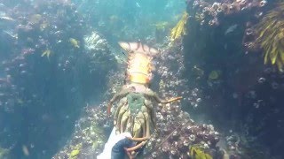 SSD Spearfishing Clip 6 Norkfolk Island amp Narooma [upl. by Cychosz131]