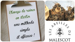 🐝 Élever des reines en starter Une méthode simple et efficace [upl. by Forsta]