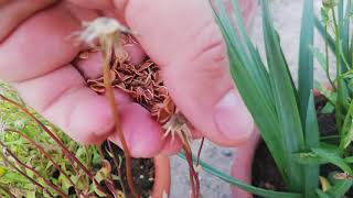 How to collect African Daisy Dimorphotheca flower seeds [upl. by Babita904]