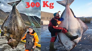 Amazing Giant Halibut Fishing On The Sea  Fastest Halibut Fillet Processing Skills [upl. by Devlen]