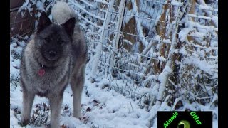 Norwegian Elkhounds First Snow [upl. by Dnalyr]