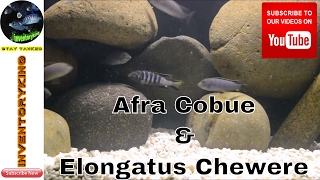 African Cichlids  Afra Cobue amp Elongatus Chewere  Lake Malawi Mbuna Unboxing [upl. by Milone545]