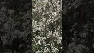 Tea trees Leptospermum sp in full bloom 3 Oct 2024 [upl. by Kieran]