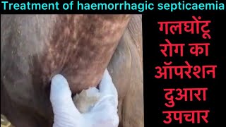 HS I Haemorrhage septicaemia l गलघोंटू रोग का इलाज l Pneumonia l Difficulty in respiration l umar [upl. by Naoh]