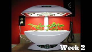 AeroGarden 7 Strawberry Time Laps [upl. by Violet623]