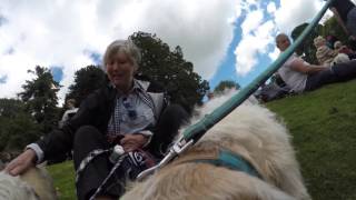 GoPro Stumpy Buckley Dandie Dinmont Terrier  Dandie Derby 2017 The Haining Selkirk [upl. by Ardehs825]