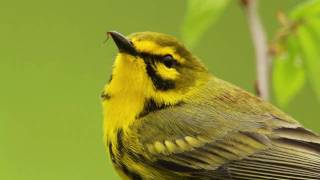 Prairie Warbler Portrait [upl. by Llenna619]