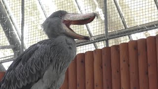 ハシビロコウ ふたばちゃん 動かない鳥もあくびをします 【掛川花鳥園】Shoebill Futabachan Kakegawa Garden [upl. by Yecart]