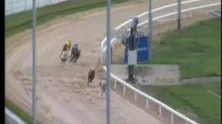 IGB  Welcome To Our Dublin Rose Of Tralee Contestants 15062019 Race 5  Shelbourne Park [upl. by Ferdinana700]