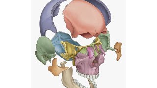 practical anatomy  lab 8  pharynx [upl. by Nnaihs140]