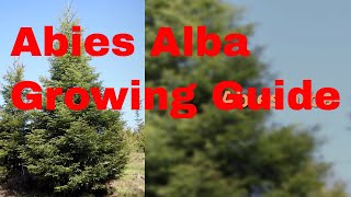 Abies alba Growing Guide [upl. by Ardekal]